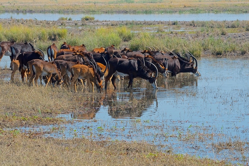 Sable antelope, (Hippotragus niger), whole herd drinking, Chobe national park, Botswana
