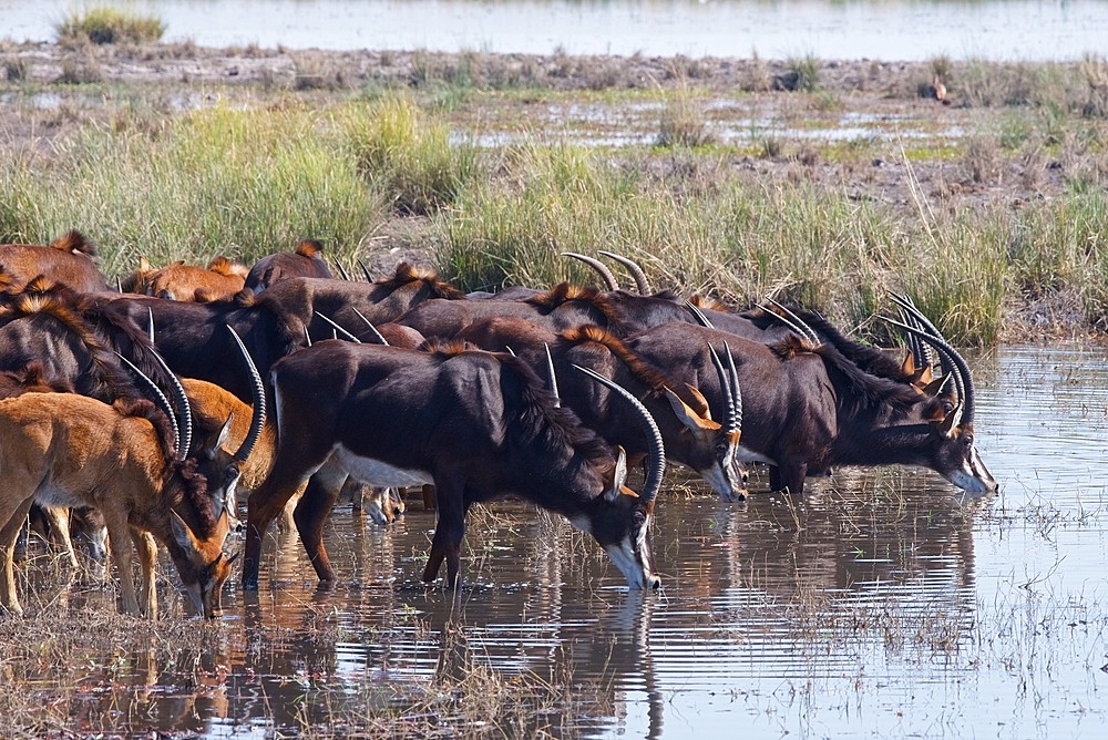 Sable antelope, (Hippotragus niger), whole herd drinking, Chobe national park, Botswana