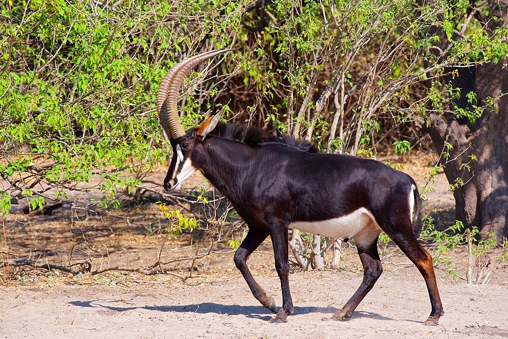 Sable antelope, (Hippotragus niger), male walking, Chobe national park, Botswana
