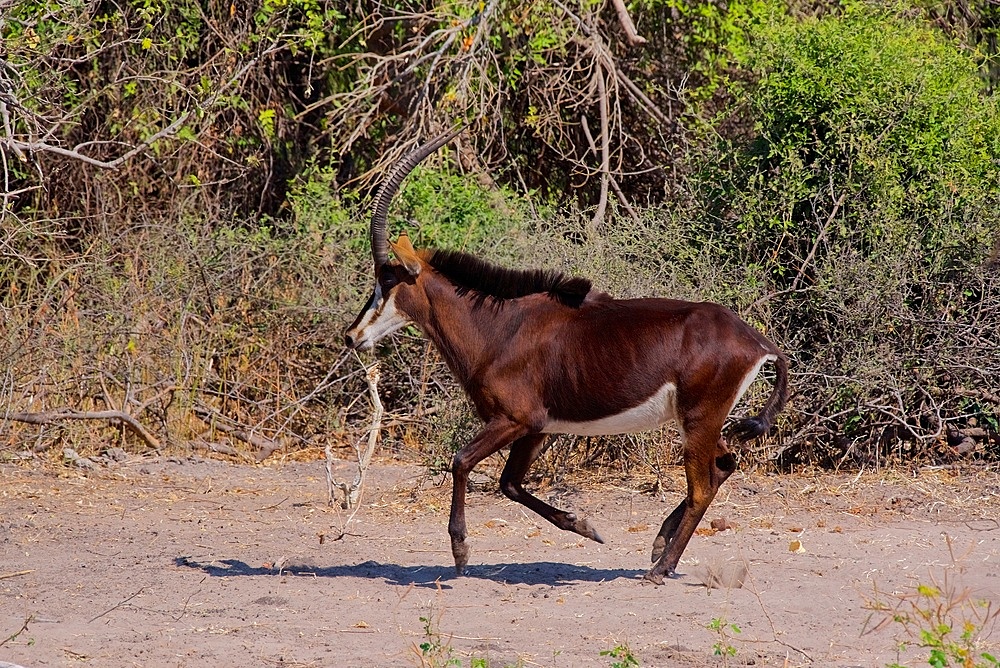 Sable antelope, (Hippotragus niger), male trotting, Chobe national park, Botswana
