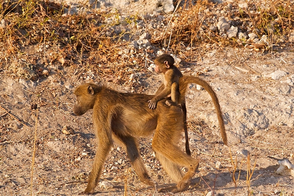 Chacma Baboon, (Papio ursinus), mother with baby on her back, Chobe National Park, Botswana