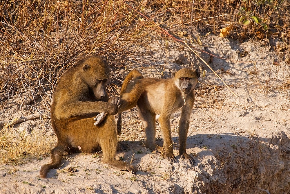 Backlit Chacma Baboon, (Papio ursinus), adult grooming the leg of a juvenile, Chobe National Park, Botswana