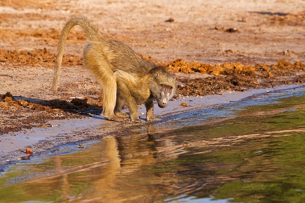 Chacma Baboon, (Papio ursinus), at water's edge for a drink, Chobe National Park, Botswana