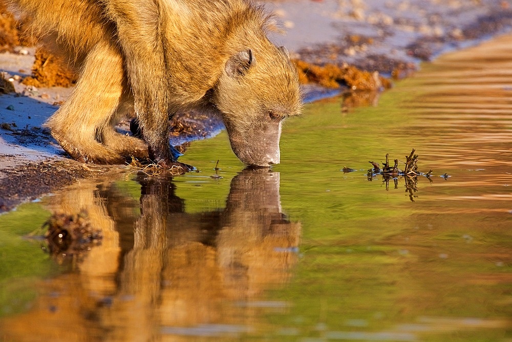Chacma Baboon, (Papio ursinus), drinking with reflection in water, green water, Chobe National Park, Botswana