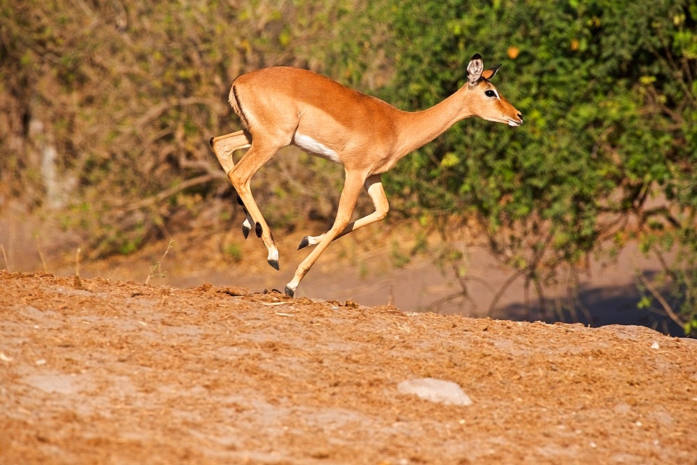 Young Impala, (Aepyceros melampus), running, Chobe River, Botswana, Africa