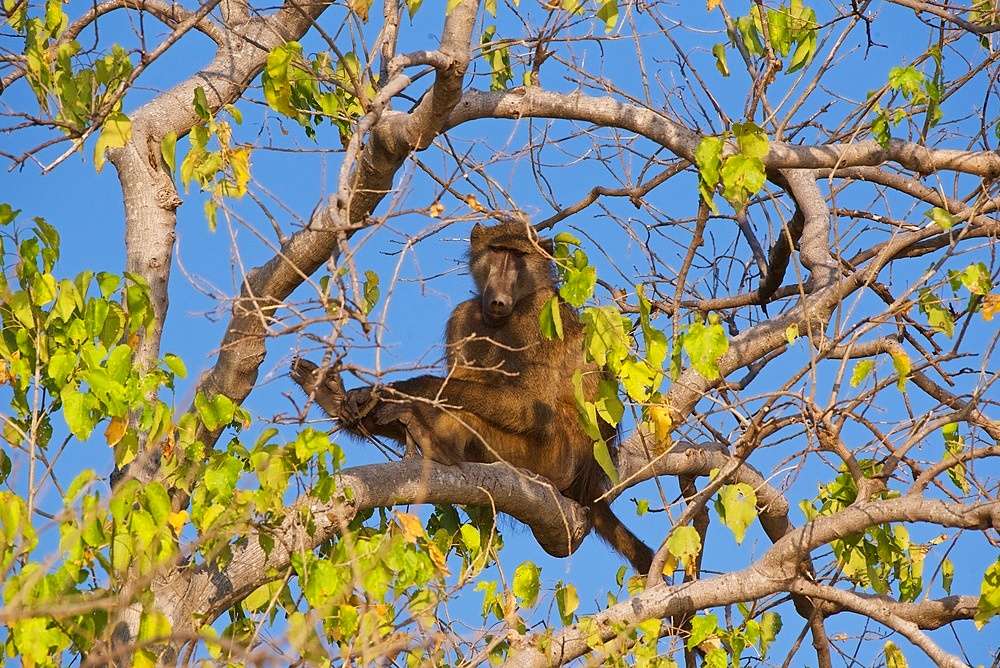 Chacma Baboon,(Papio ursinus), within foliage of a tree, Chobe National Park, Botswana