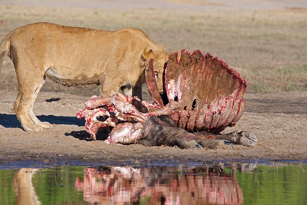 Lion, (Panthera leo), on buffalo kill, Chobe national park, Botswana