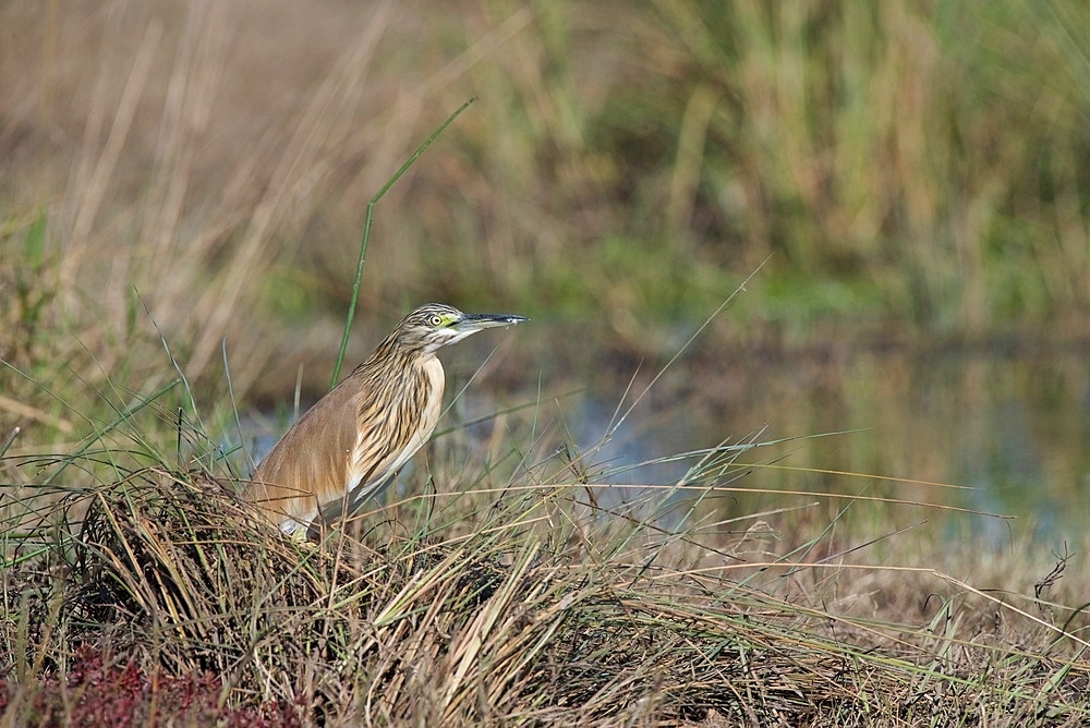 Squacco heron, (Ardeola ralloides), Chobe National Park, Chobe River, Botswana