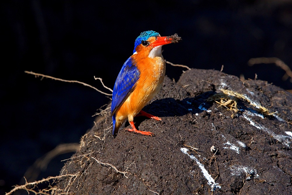Malachite kingfisher, (Corythornis cristatus), after digging in mud, Chobe National Park, Botswana