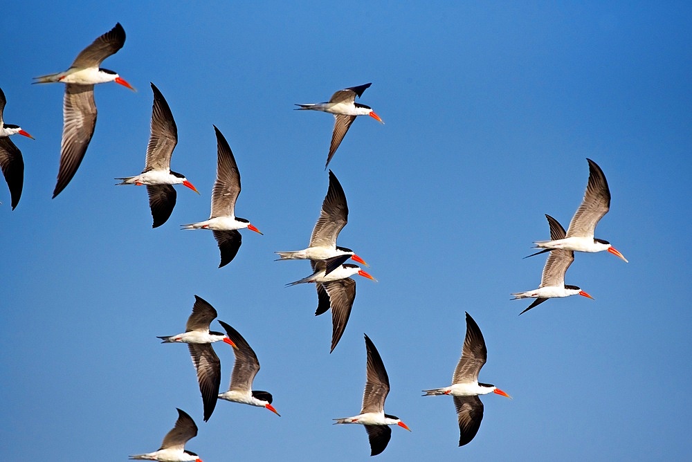African skimmer, (Rynchops flavirostris), in flight, Flock of 15 birds, River Chobe, Botswana, Africa.