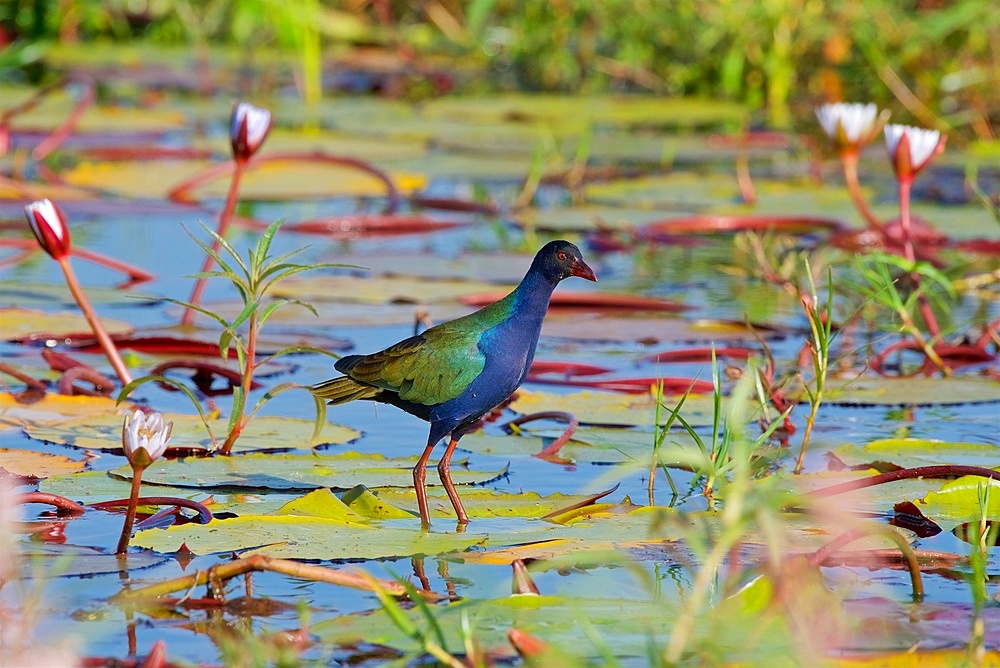 Allens (Lesser) Gallinule, (Porphyrio alleni), Chobe National Park, Botswana