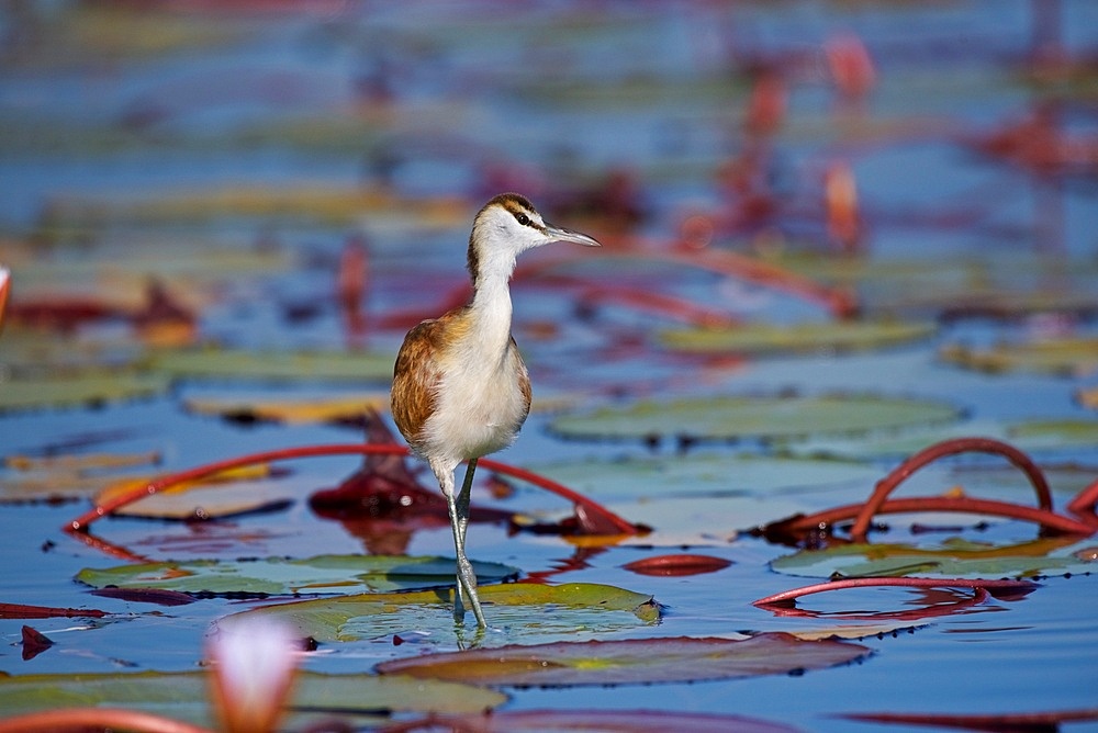 Juvenile African Jacana, (Actophilornis africana), stalking prey in water lilies, Chobe National Park, Botsuana, Africa