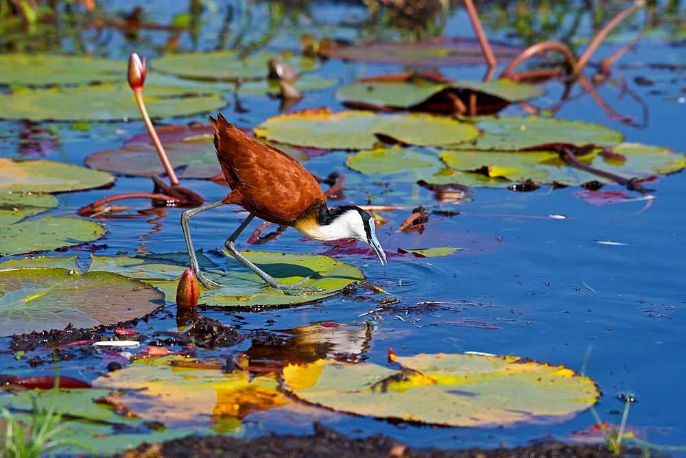 African Jacana, (Actophilornis africana), stalking prey, in water lilies, Chobe National Park, Botsuana, Africa