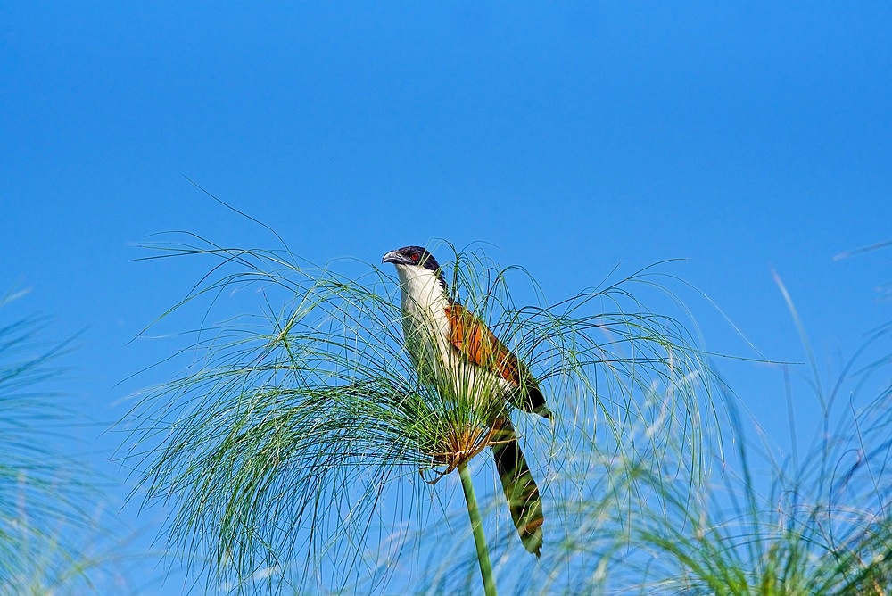 Burchells coucal, (Centropus burchellii), Chobe National Park, Botswana