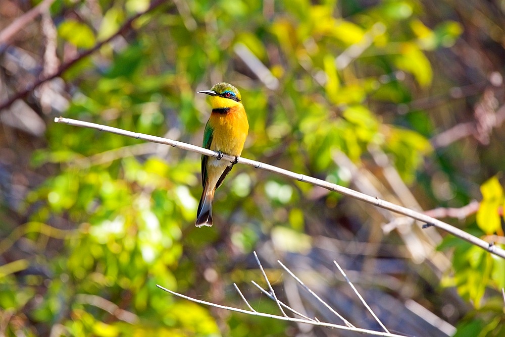 Little Bee-eater, (Merops pusillus), perched on reed, Chobe National Park, Botswana