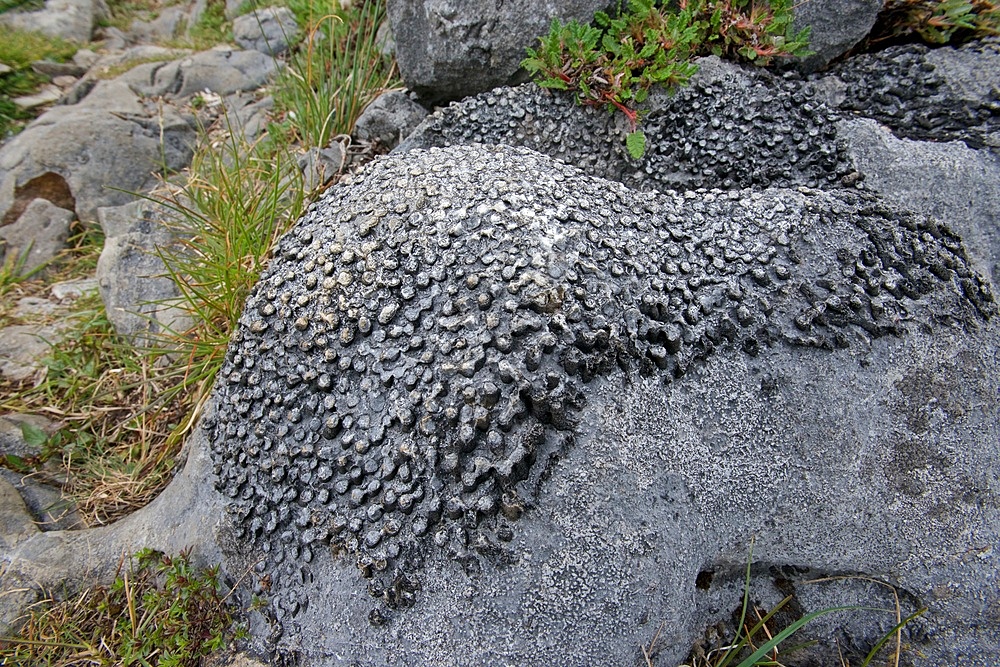 Fossil Colonial Coral, Carboniferous Limestone, The Burren, County Clare, Ireland,