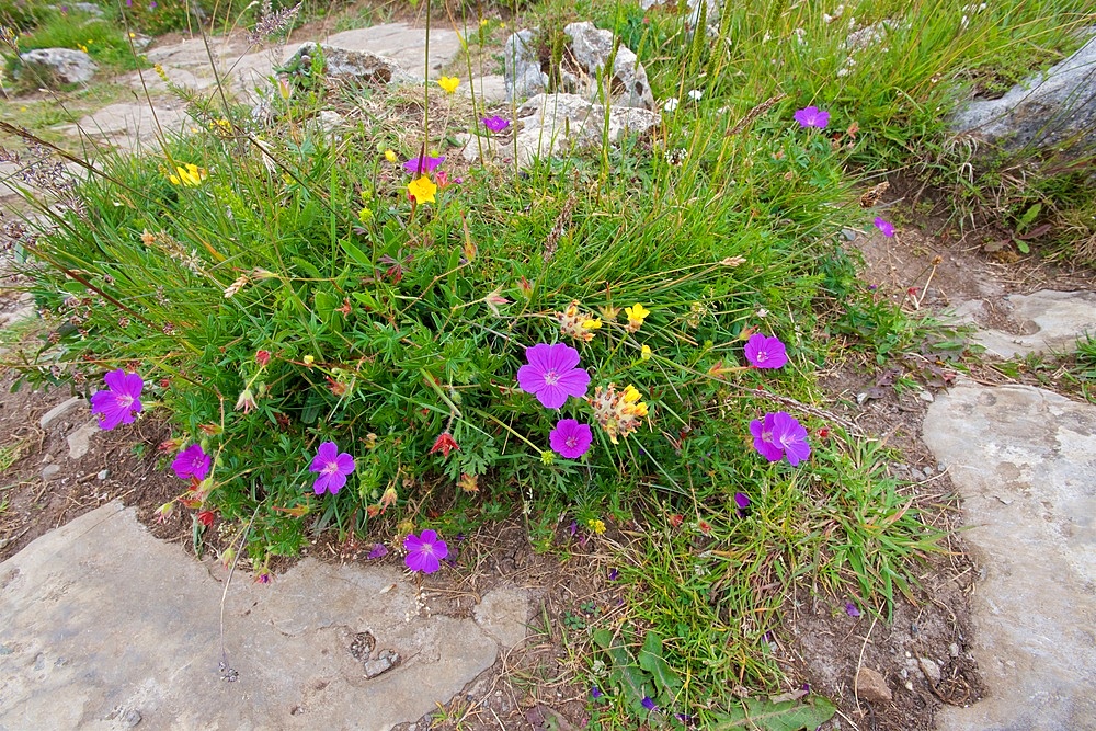 Limestone community, Kidney Vetch, Anthyllis vulneraria, Bloody Cranesbill, Geranium sanguineum, Cinquefoil, Potentilla sp, Growing in Limestone Pavement, wide angle shot, The Burren, County Clare, Ireland