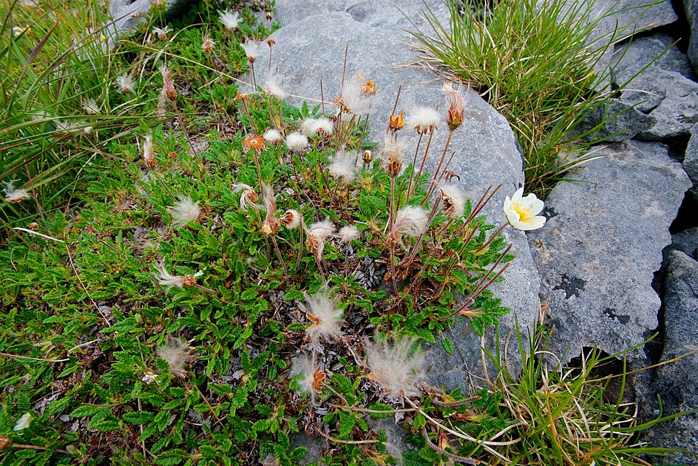 Mountain avens, Dryas octopetala, seed heads, flower, Growing in Limestone Pavement, wide angle shot, The Burren, County Clare, Ireland