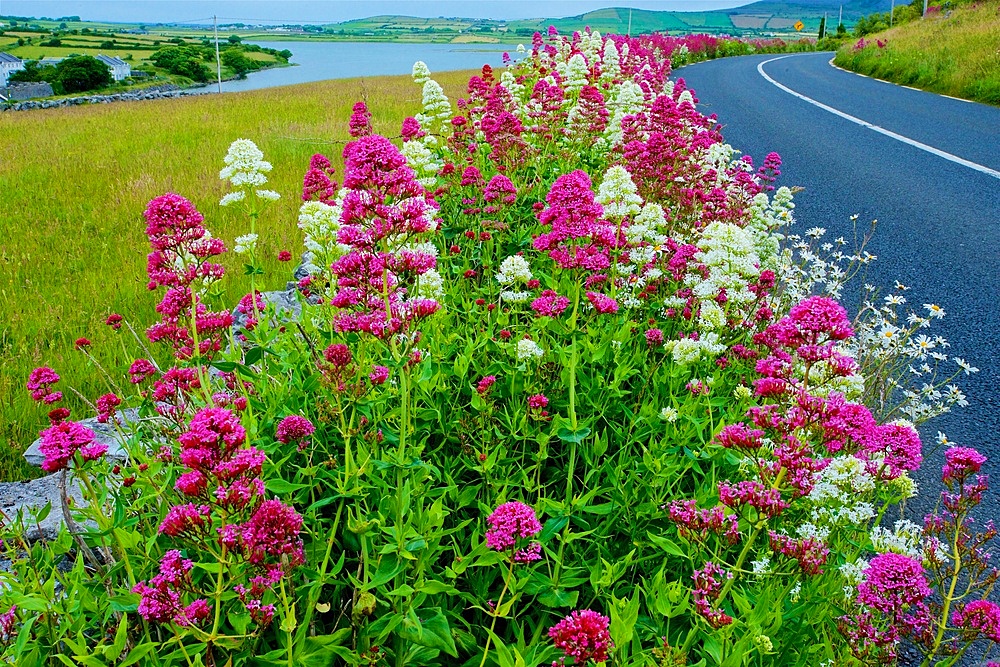Red Valerian, (Centranthus ruber), in pink and white forms, County Clare, Ireland
