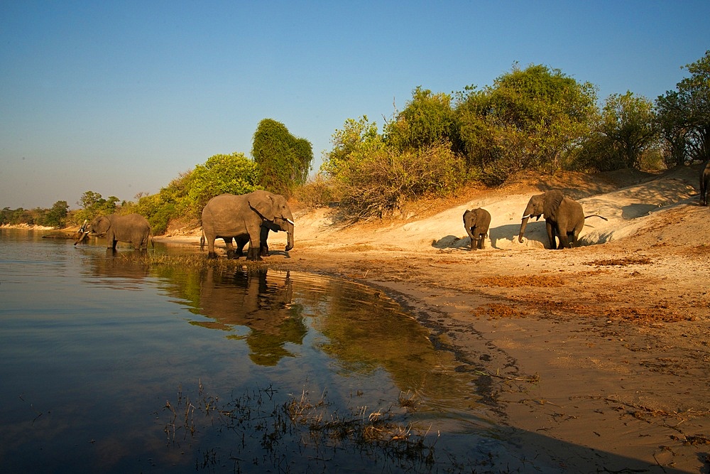 Elephant, (Loxodonta africana), small group at river shoreline, wide angle view, Chobe national park, Botswana