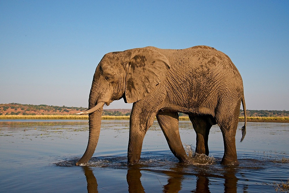 African Elephant, Loxodonta africana , mud covered, Chobe River, Botswans, Africa