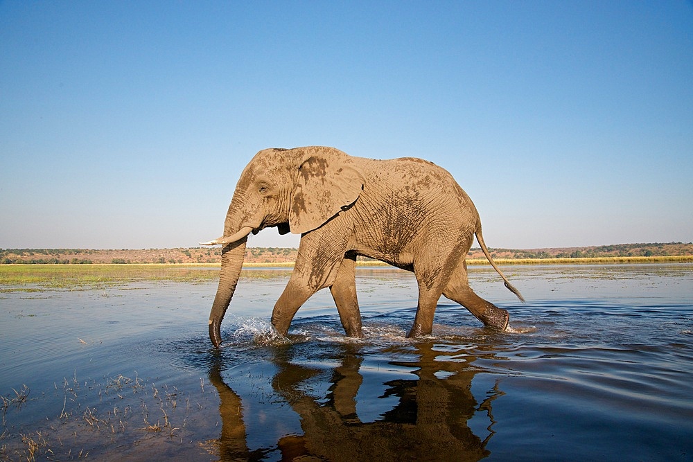 African Elephant, Loxodonta africana , mud covered, Chobe River, Botswans, Africa