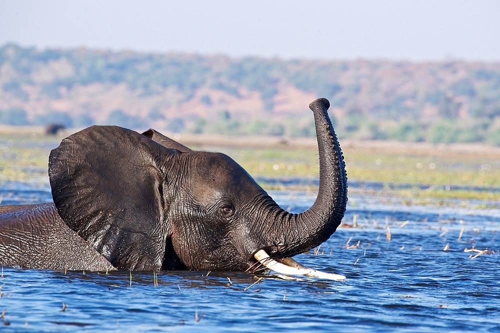 African Elephant (Loxodonta Africana), wades through a deeper section of a river. The trunk is raised in the air. Chobe National Park, Botswana.