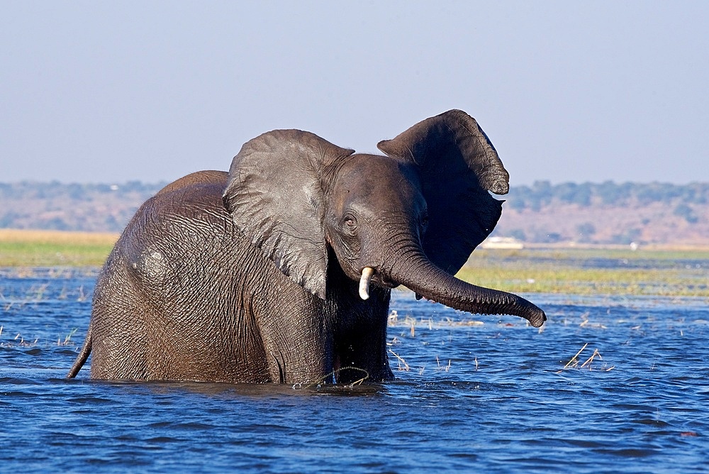 African Elephant (Loxodonta Africana), wades through a deeper section of a river, ears and trunk swinging side to side, Chobe National Park, Botswana.