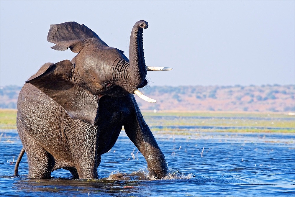 African Elephant (Loxodonta Africana), wades through a river, shaking its head vigorously, Chobe National Park, Botswana.