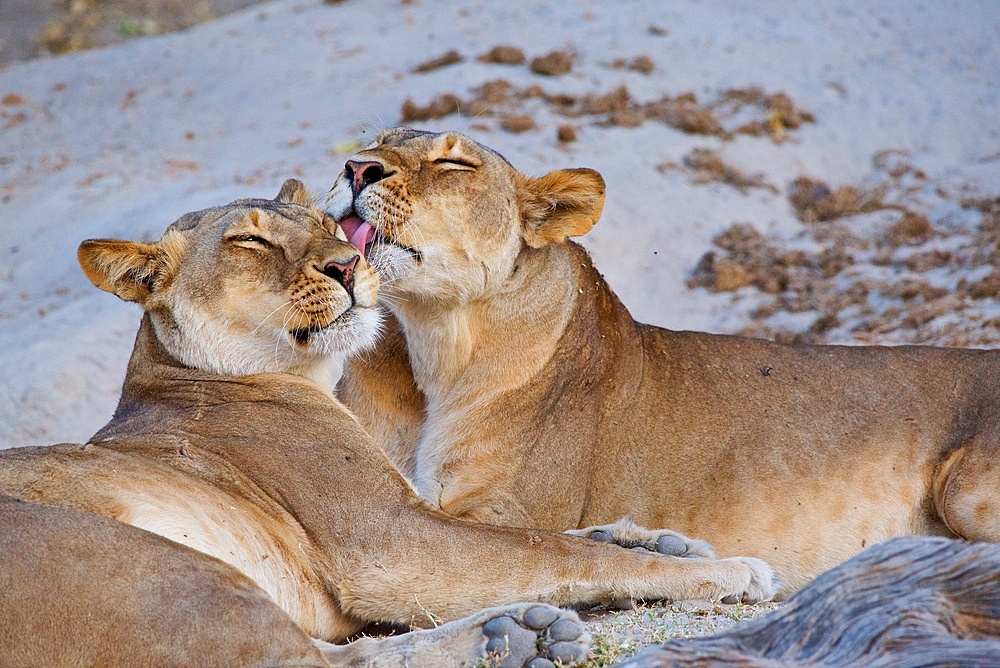 Lioness, (Panthera leo), sisters licking one another prior to a hunt in the last of evening light, Chobe national park, Botswana, Africa