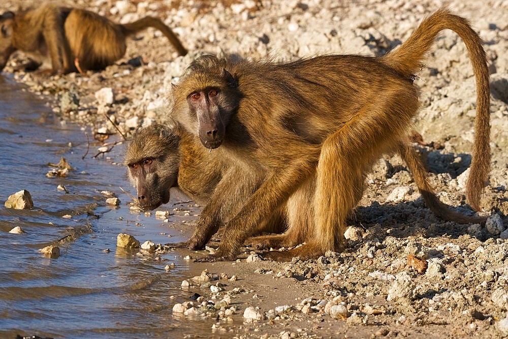 Chacma baboons, (Papio ursinus griseipes) x2 pausing from drinking to lok at the camera, Chobe National Park, Botswana, Africa