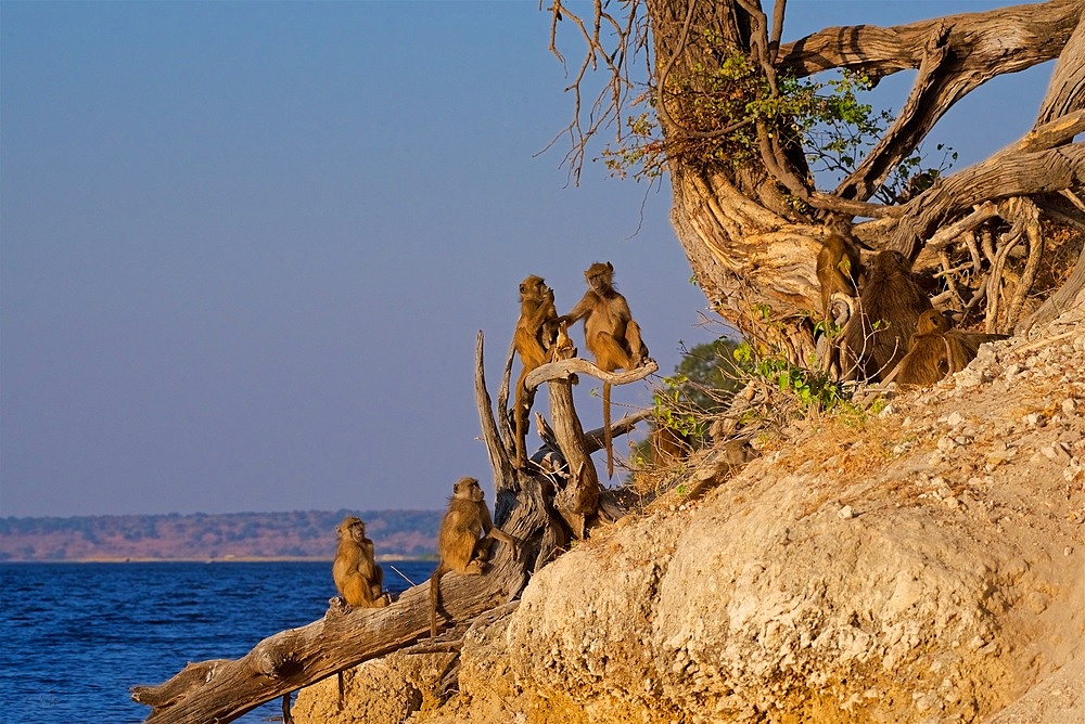 Chacma baboons, (Papio ursinus griseipes) x4 sitting/relaxing on a dead tree in evening light, Chobe National Park, Botswana, Africa