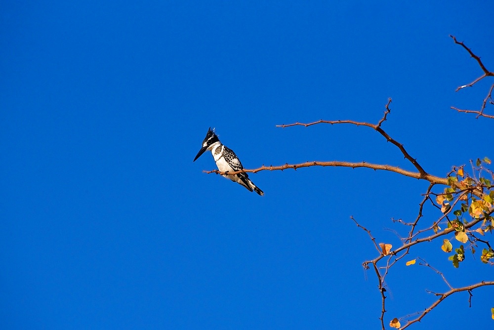 Pied Kingfisher (Ceryle Rudis), perched on acacia branch against a deep blue sky, Chobe National Park, Botswana, Africa
