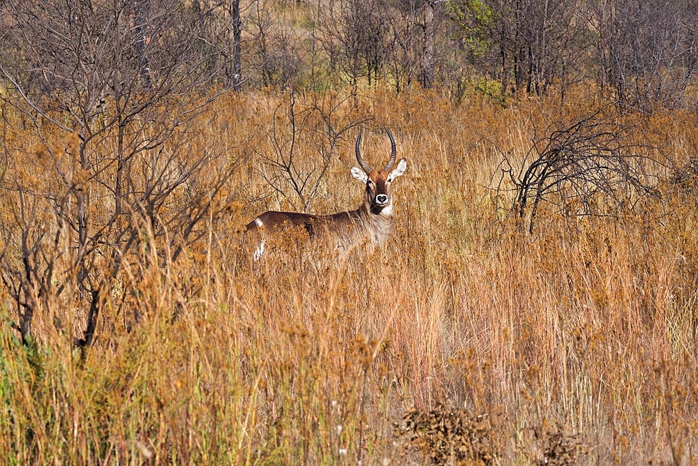 River Chobe wildlife, water buck