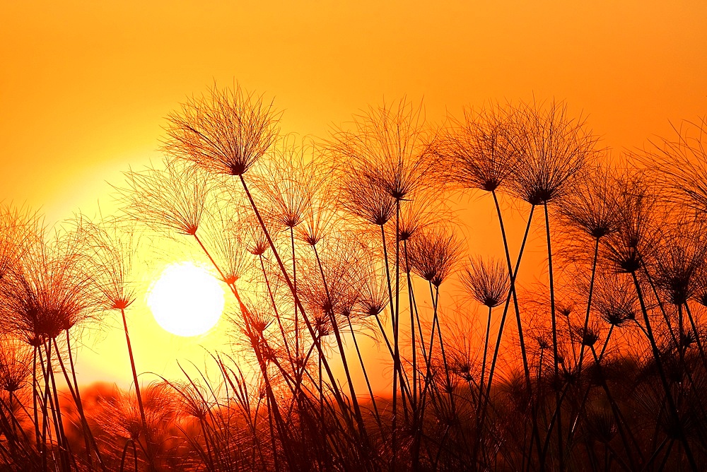 Papyrus sedge, Cyperus papyrus, sillhouetted at sunset, Chobe National Park, Botswana