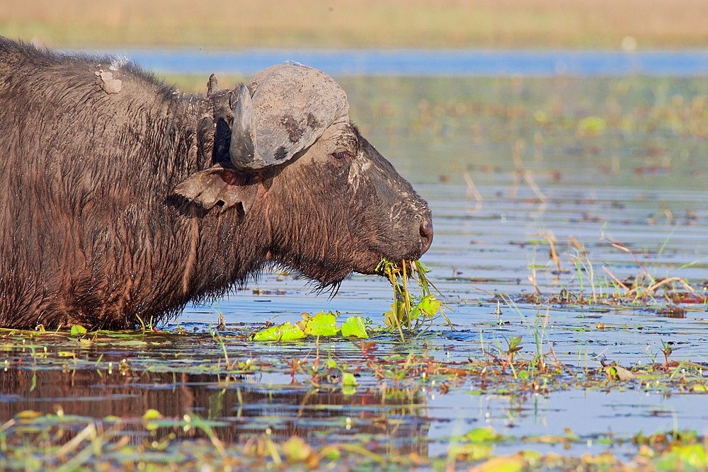 Buffalo (Syncerus caffer), portrait, feeding on green vegetation in the riverChobe National Park, Botswana, Africa