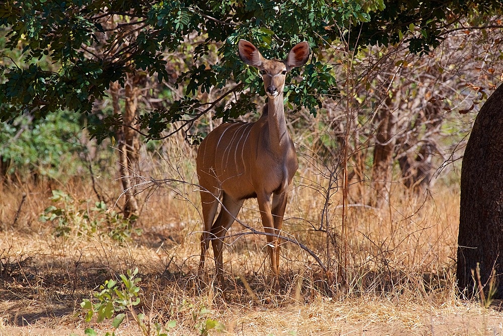 Kudu (Tragelaphus strepsiceros),female staring at camera, ears pricked Chobe National Park, Botswana, Africa