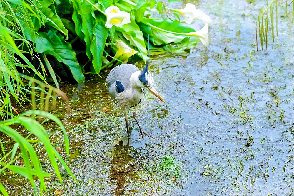 Grey Heron (Ardea cinerea) stalks fish, erect head plume, County Cork, Rep of Ireland.