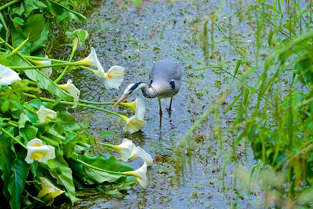 Grey Heron (Ardea cinerea) stalks fish, among lilies and pond sedge, two trailing head plumes, Blarney Castle, County Cork, Rep of Ireland.