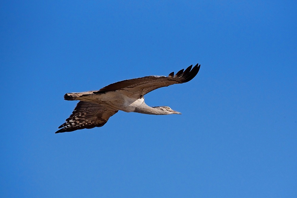 Kori Bustard ( Ardeotis kori ) flying, Chobe River, Botswana, Africa