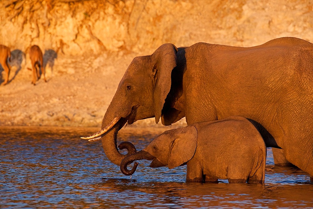 African Elephant, (Loxodonta africana), Cow with young calf ldrinking together illuminated by the setting sun, Chobe National Park, Africa.