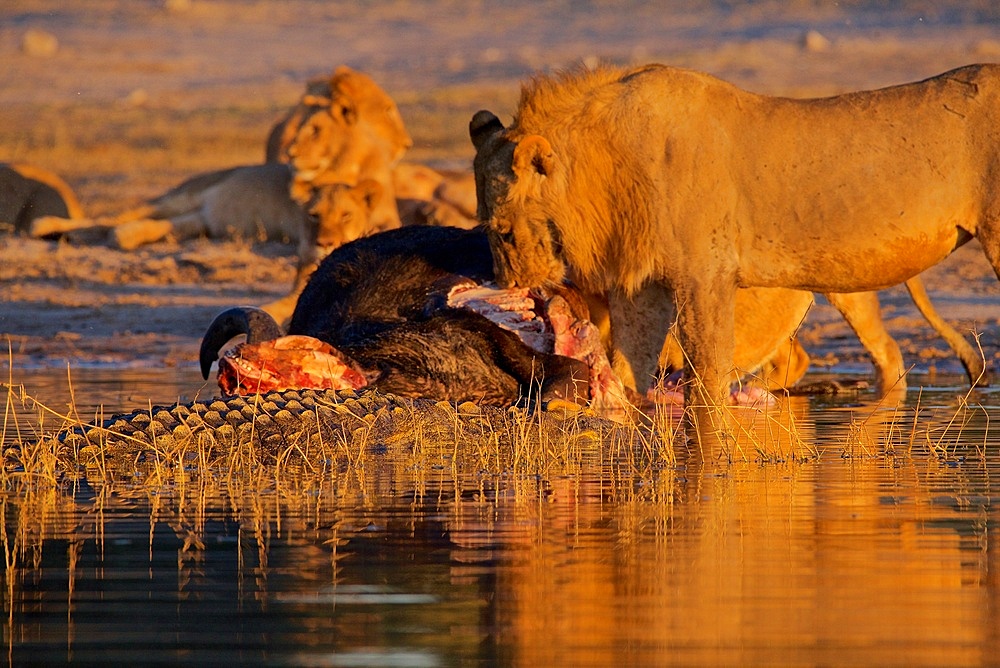 Bright eyed Nile Crocodile, Crocodylus niloticus, approaching a lion kill to feed, Chobe River, Botswana, Africa