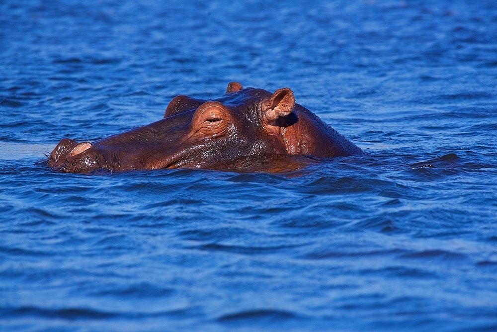 Hippopotamus (Hippopotamus amphibius), in dappled blue water, Chobe National Park, Botswana