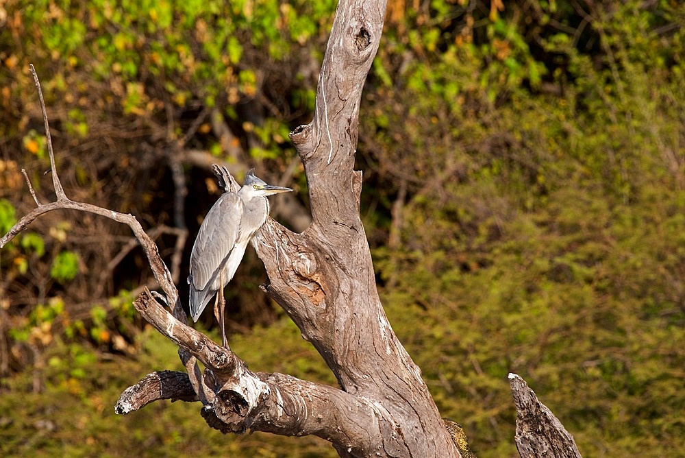 Grey Heron, (Ardea cinerea), perched on a dead tree branch, Chobe National Park, Botswana, Africa
