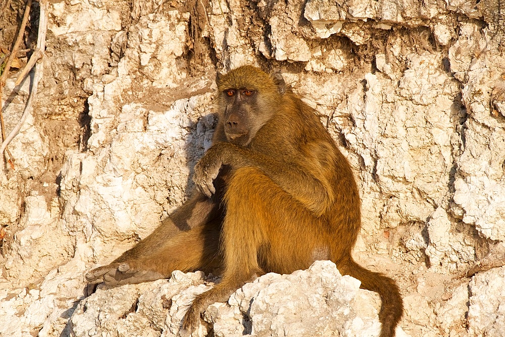 Chacma baboon, (Papio ursinus griseipes) adult resting, in evening light, Chobe National Park, Botswana, Africa
