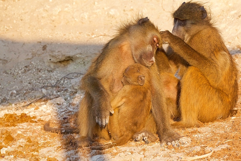 Chacma baboons (Papio ursinus) mother with baby being groomed, Chobe National Park, Botswana, Africa