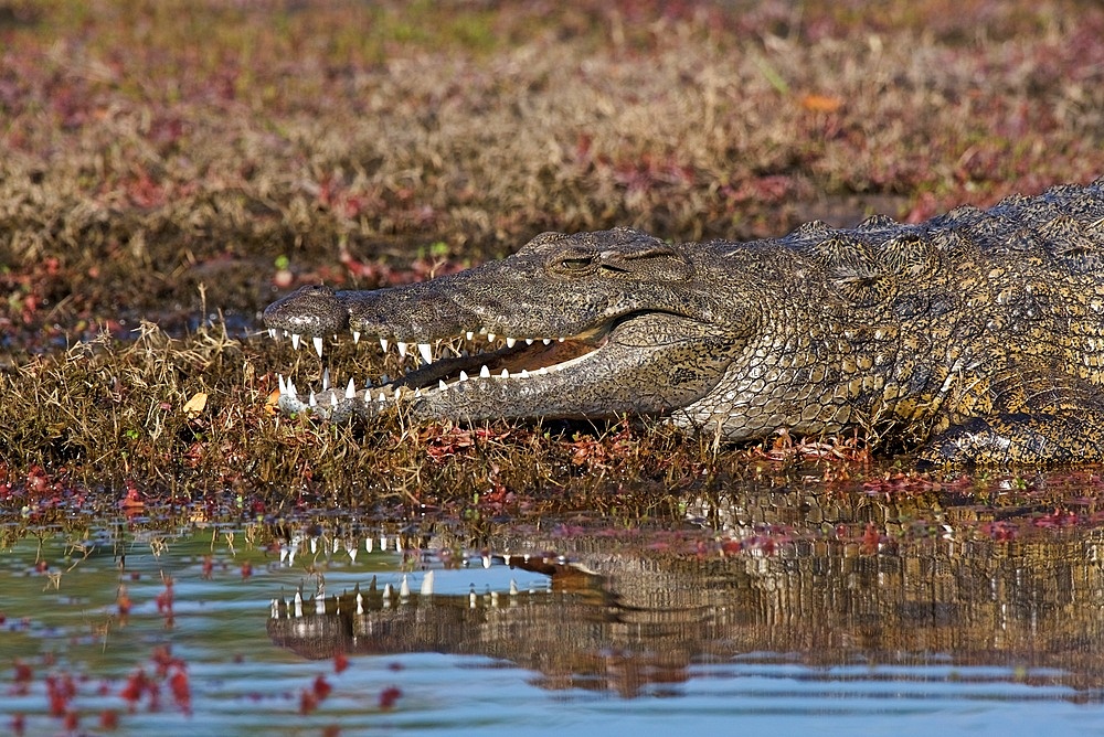 Nile crocodile, (Crocodilus niloticus) mouth gaping, reflection in water, Chobe National Park, Chobe River, Botswana