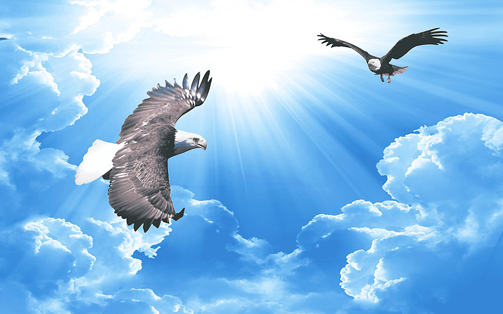 Two Eagles flying in the sky