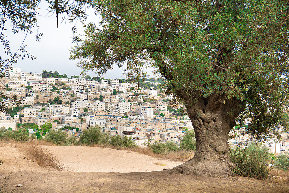 Palestinian landscape with an old olive tree in the foreground and houses of the city of Hebron in the background