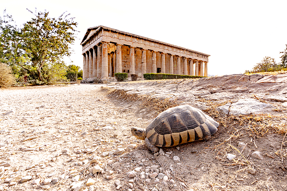 Tortoise near the Temple of Hephaestus, Ancient Agora of Athens, Athens, Greece